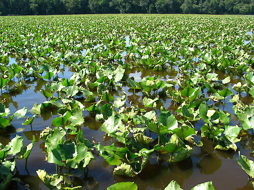 Leafy Marsh Plant in the Choptank River, Maryland