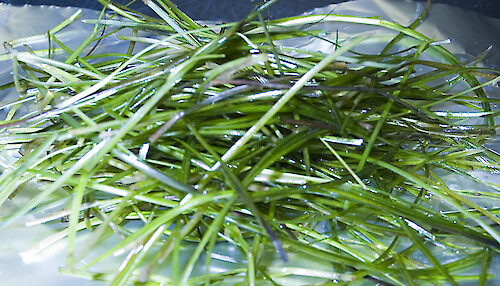 Seagrass shoots will be dried in an oven at 60 degrees celcius and then weighed