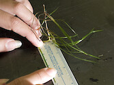 Measuring seagrass shoot length