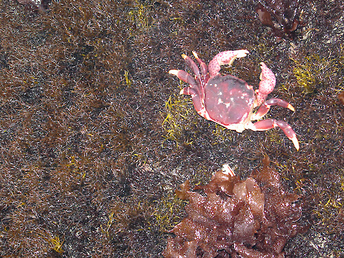 Crab in a rocky intertidal area at Sea West, north of Morro Bay, California