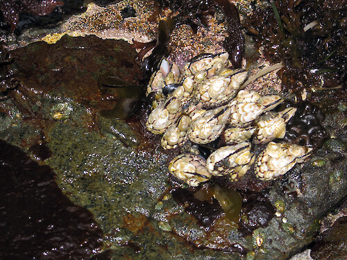 Gooseneck barnacles in a rocky intertidal area at Sea West, north of Morro Bay, California