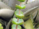 Arid-adapted plants from the California desert