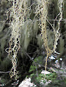 Spanish moss on a Monterey cypress tree, Point Lobos State Reserve, California