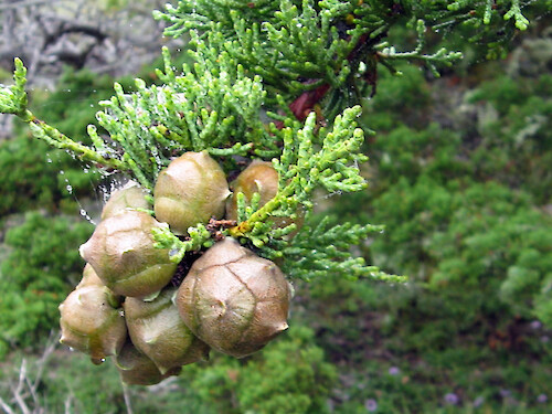 Cones on a Monterey cypress tree, Point Lobos State Reserve, California