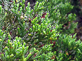 Dew on a Monterey cypress tree, Point Lobos State Reserve, California