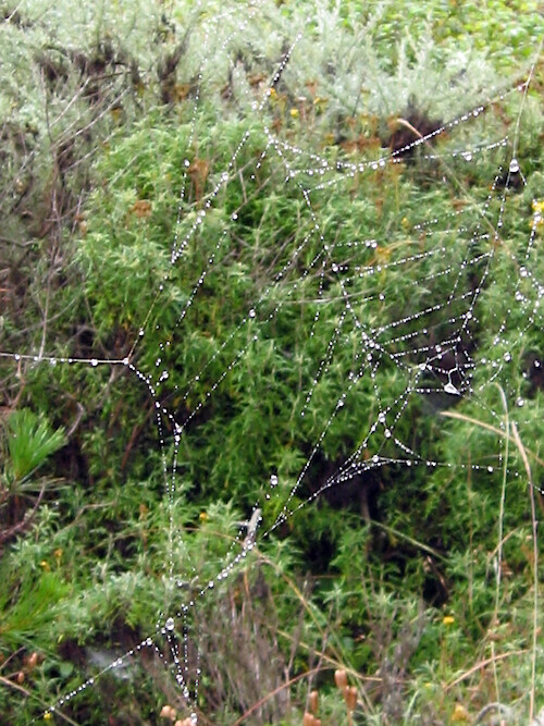 Spider web at Point Lobos State Reserve, Carmel, California