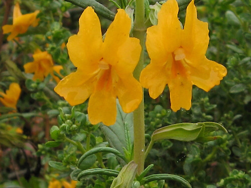 Sticky monkey flowers (Mimulus aurantiacus) at Point Lobos State Reserve, Carmel, California