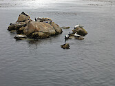 Harbor seals on rocks offshore from the Monterey Bay Aquarium