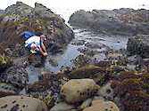 Rocky intertidal area at Sea West, north of Morro Bay, California