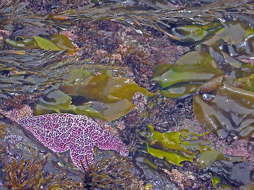 Starfish and macroalgae in a rocky intertidal area at Sea West, north of Morro Bay, California