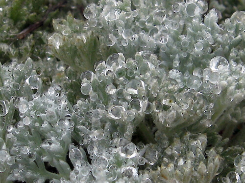 Dew drops on a groundcover plant, Point Lobos State Reserve, California