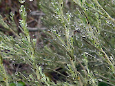 Dew drops on a California sagebrush, Point Lobos State Reserve, California