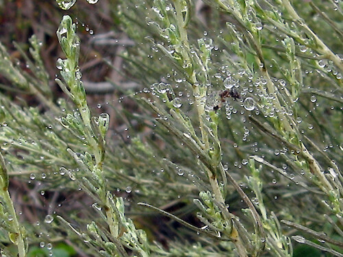Dew drops on a California sagebrush, Point Lobos State Reserve, California