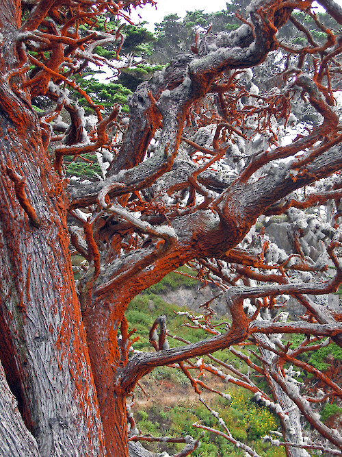 A microscopic algae (Trentepohlia aurea v. polycarpa) growing on Monterey cypress trees in Point Lobos State Reserve, California. The orange color comes from one of the pigments, beta carotene