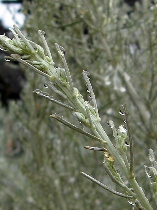 Dew drops on a California sagebrush (Artemesia californica), Point Lobos State Reserve, California