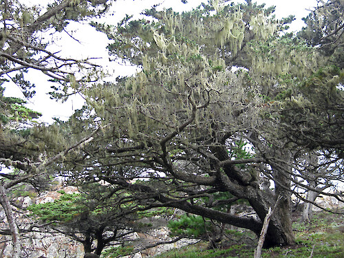 Spanish moss on a Monterey cypress tree, Point Lobos State Reserve, California