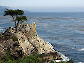 The Lone Cypress, a Monterey cypress (Cupressus macrocarpa) along the 17-Mile-Drive near Carmel, California