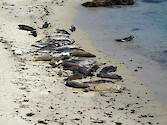 Harbor seals (Phoca vitulina) on a beach along the 17-Mile-Drive near Carmel, California