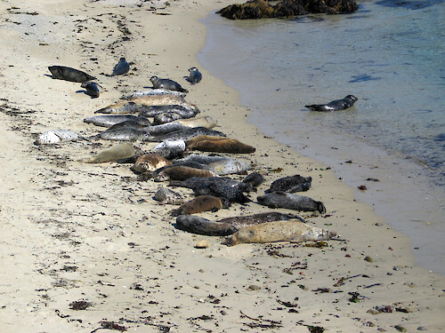 Harbor seals (Phoca vitulina) on a beach along the 17-Mile-Drive near Carmel, California