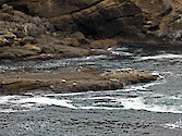 Harbor seals at Point Lobos State Reserve, California