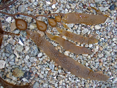 Giant kelp (Macrocystis pyrifera) washed up on a beach at Pacific Grove, California