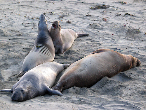 Elephant seals (Mirounga angustirostri) on a beach along Highway 1 in Big Sur, California