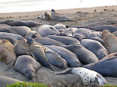 Elephant seals (Mirounga angustirostri) on a beach along Highway 1 in Big Sur, California