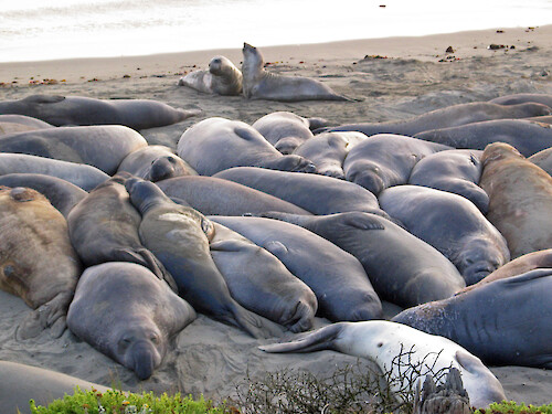 Elephant seals (Mirounga angustirostri) on a beach along Highway 1 in Big Sur, California