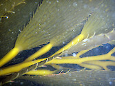 Giant kelp (Macrocystic pyrifera) underwater in Monterey Bay, California