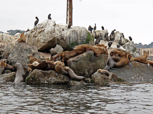 California sea lions (Zalophus californianus) on the breakwater near the Coast Guard pier, Monterey, California