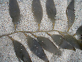 The kelp Macrocystis integrifolia washed up on a beach at Pacific Grove, California