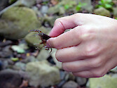 Freshwater crayfish found in Savage River State Forest in Garrett County, western Maryland.