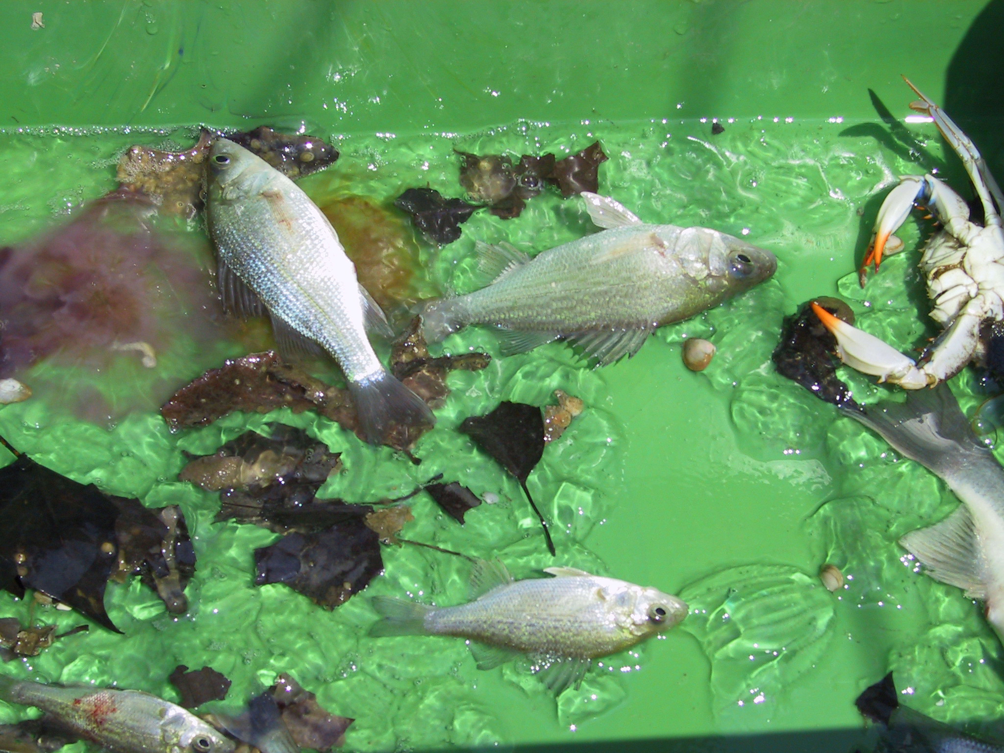 Trawl Bucket Media Library Integration and Application Network