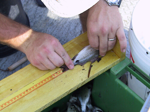Measuring a white perch from the trawl on the PAX ACE-INC (Atlantic Coast Environmental Indicators Consortium) cruise on the R/V Aquarius in February 2001