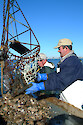 Emptying an oyster dredge