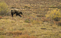 Grizzy Bear in Denail National Park, Alaska. The Grizzly is a type of Brown Bear (Ursus arctos horribilis). The other is the Kodiak brown bear (Ursus arctos middendorfi)