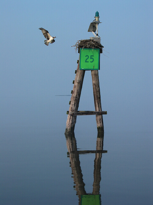 An osprey (Pandion haliaetus) returns to its nest on a navigation marker in Sinepuxent Bay in Maryland's Coastal Bays