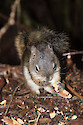 The Red Squirrel (Tamiasciurus hudsonicus) is the most widely distributed squirrel in Canada. This small squirrel (they average about 230 grams) is superbly adapted to a life in the coniferous forest.