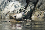 Harbor Seal sunning itself near Saltspring Island, British Columbia