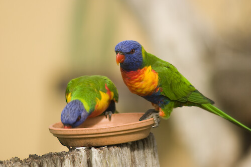 Rainbow Lorikeet eating from feed tray.
The Rainbow Lorikeet is widely distributed along the coastal strip from Cape York south to Victoria and into South Australia