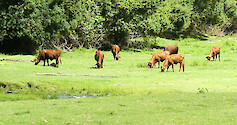 Cows grazing beside a small stream