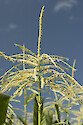 Seed head of a sweet corn plant (Zea saccharata or Zea rugosa)