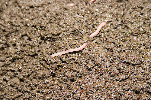 Earthworms feed on decaying organic matter in the soil. They excrete digested material as worm casts and these can be seen as squiggly clumps of mud at the surface of the soil. These castings are very rich in nutrients because they contain minerals and nutrients that have been brought closer to the surface by the worms.