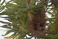 Leaves and seed pods of the Australia Banksia serrata