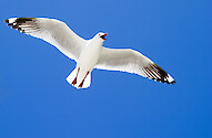An Australian Silver Gull in flight