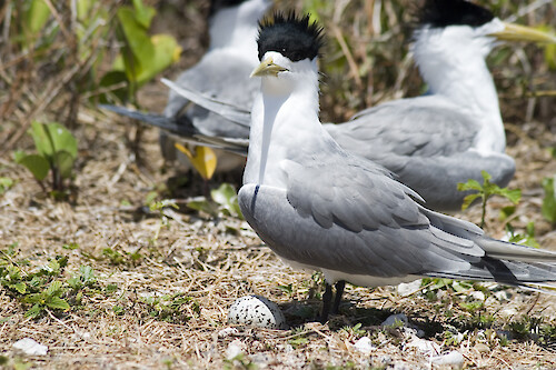 A Crested Tern on Lady Elliot Island (off the Queensland coast, Australia), protecting an egg