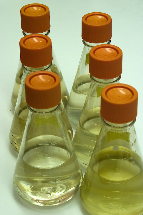 Erlenmeyer Flasks containing algal cultures