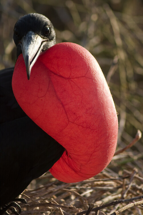 Magnificent frigatebird in the Galapagos Islands