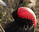 Magnificent frigatebird in the Galapagos Islands