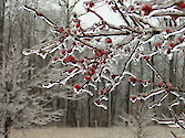 Ice storm in Frostburg, MD in January 2006.